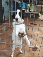 ΒΥΡΩΝΑΣ: Κάτι δεν πάει καλά με τα αδέσποτα ζώα συντροφιάς του δήμου Βύρωνα